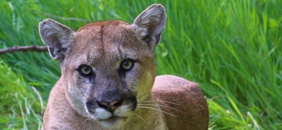 mountain-lion-attacks-on-pets-and-cattle-rattle-a-small-central-california-town