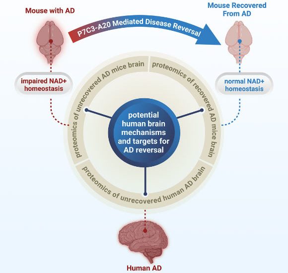 New Research Reveals Potential Path to Alzheimer’s Recovery by Targeting Cellular Energy Deficits