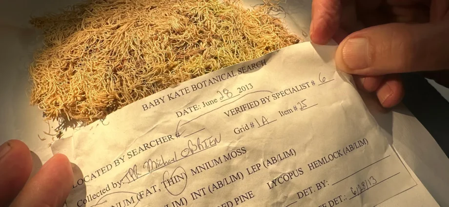 this-tiny-plant-is-helping-solve-crimes