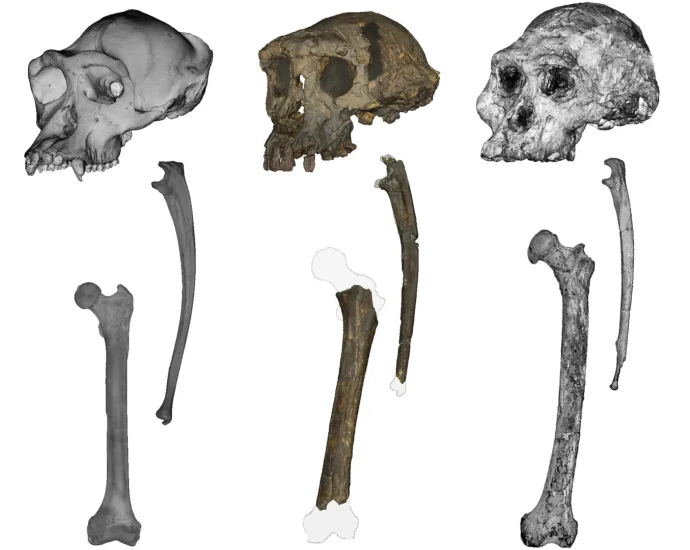 this-ancient-fossil-could-rewrite-the-story-of-human-origins