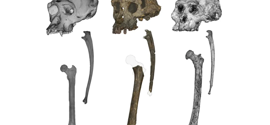 this-ancient-fossil-could-rewrite-the-story-of-human-origins