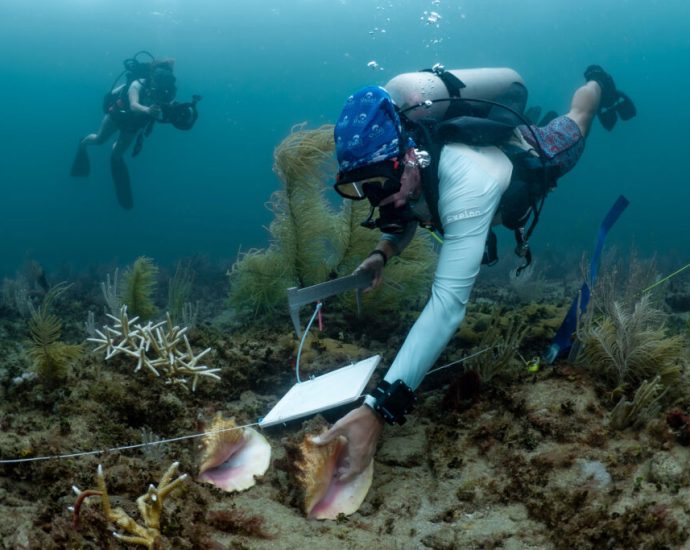 ten-million-corals-are-in-the-path-of-a-federal-dredging-project-in-florida