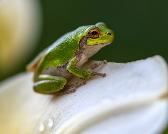 ai-generated-police-report-says-officer-turned-into-frog
