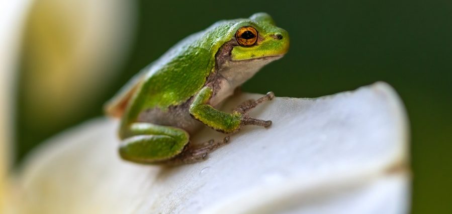 ai-generated-police-report-says-officer-turned-into-frog