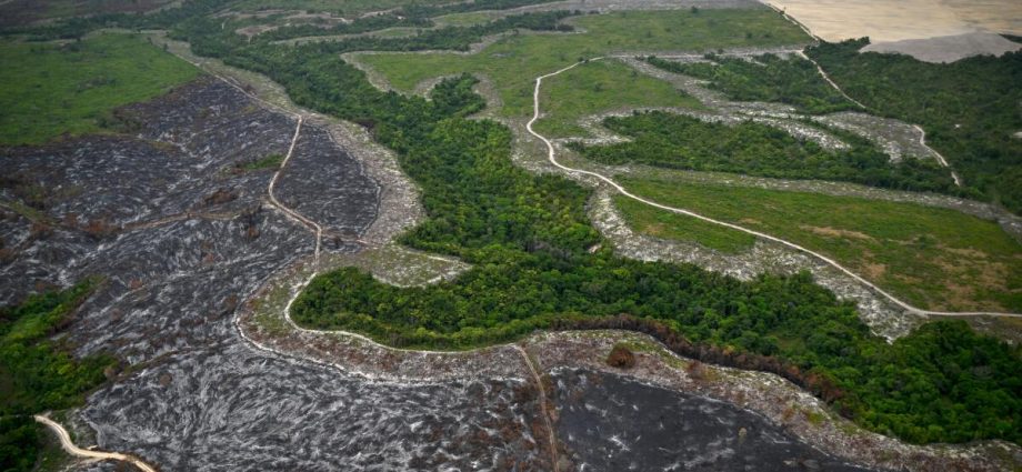 top-soybean-traders-exit-pact-that-protects-amazon-rainforests