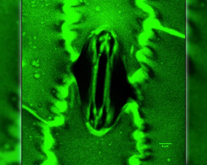 breakthrough-lets-scientists-watch-plants-breathe-in-real-time