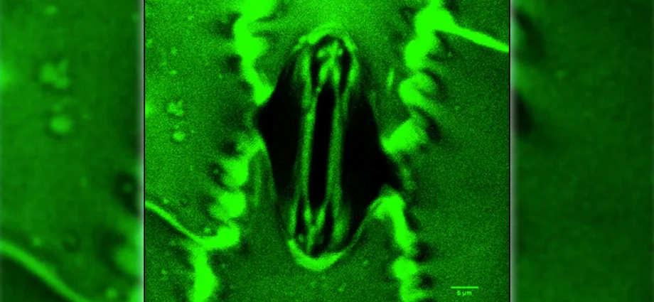 breakthrough-lets-scientists-watch-plants-breathe-in-real-time