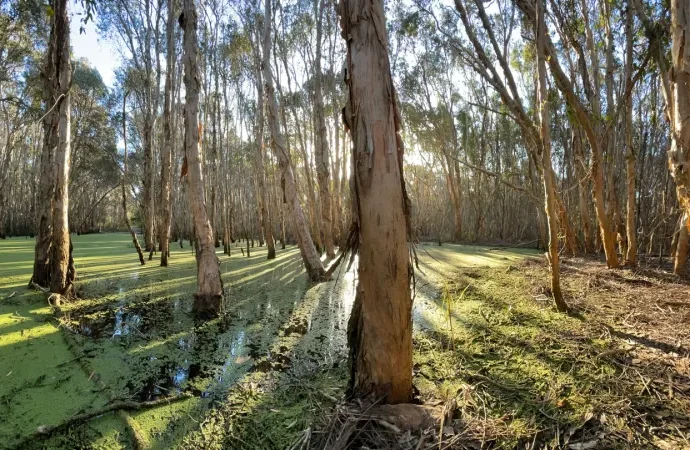hidden-tree-bark-microbes-munch-on-important-climate-gases