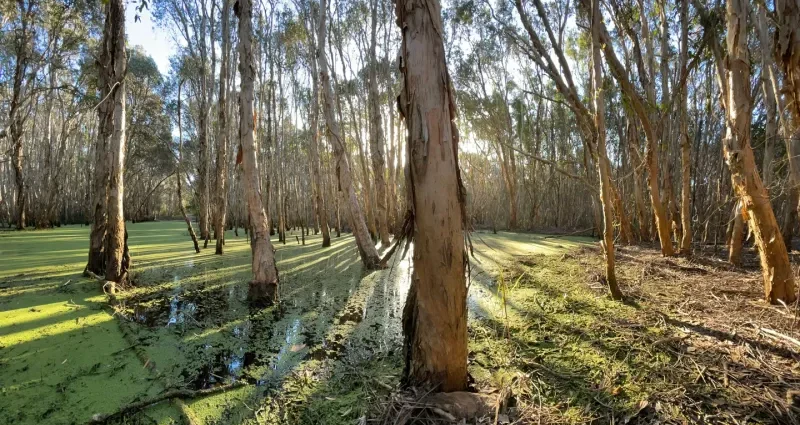 hidden-tree-bark-microbes-munch-on-important-climate-gases