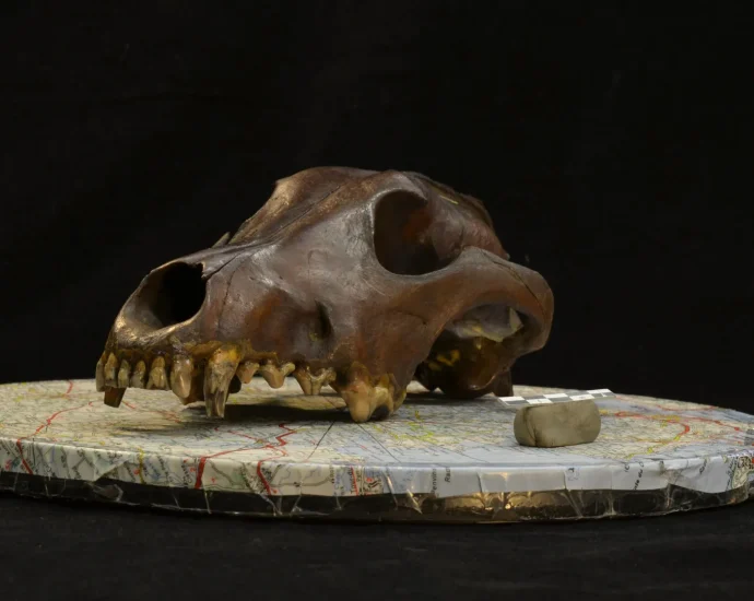 11,000-year-old-dog-skulls-reveal-a-hidden-origin-story