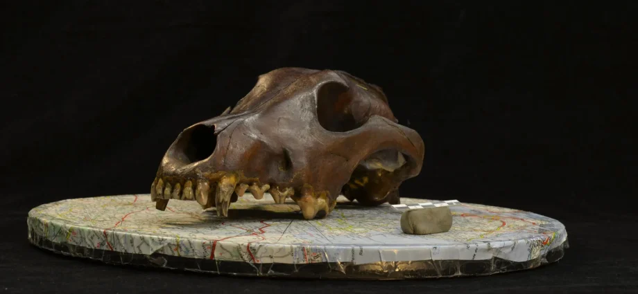 11,000-year-old-dog-skulls-reveal-a-hidden-origin-story