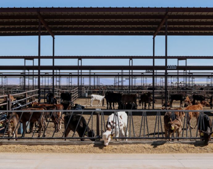 arizona-comes-to-agreement-with-major-dairy-farm-to-cut-groundwater-pumping-that-is-draining-wells