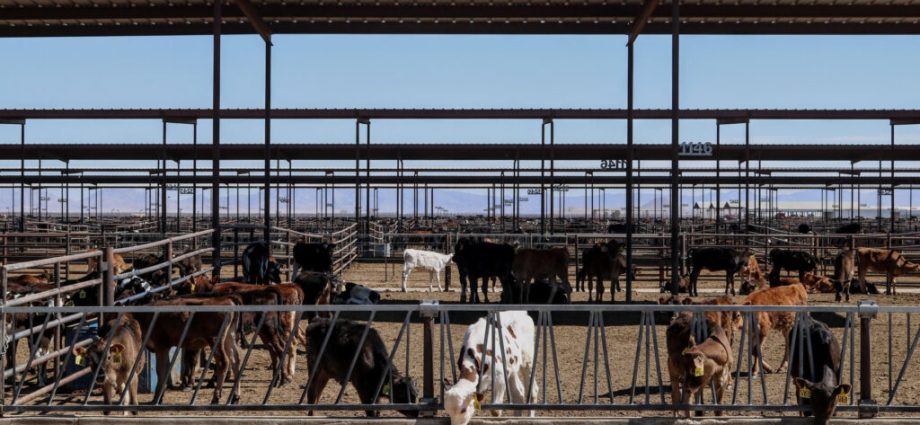 arizona-comes-to-agreement-with-major-dairy-farm-to-cut-groundwater-pumping-that-is-draining-wells