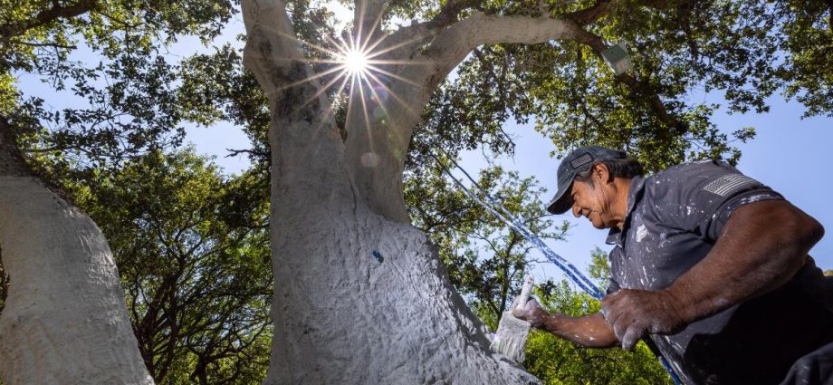 ‘it-is-scary’:-oak-killing-beetle-reaches-ventura-county,-significantly-expanding-range