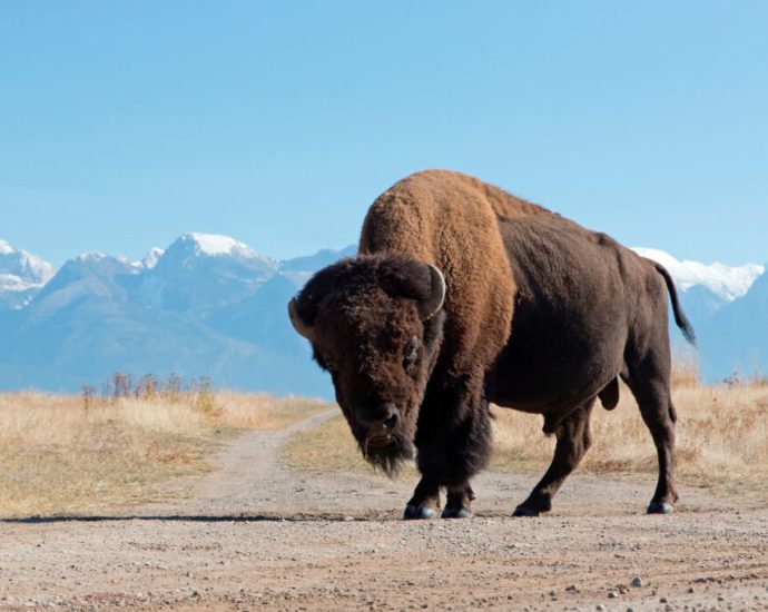 the-environmental-and-cultural-benefits-of-restoring-the-american-prairie