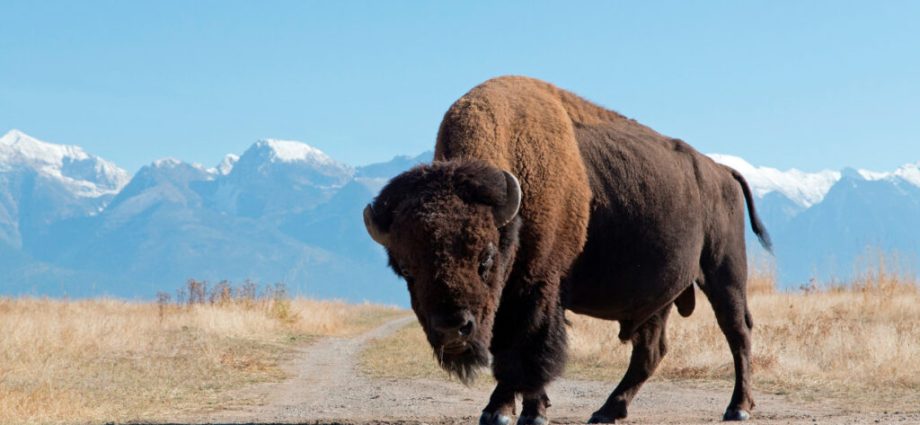 the-environmental-and-cultural-benefits-of-restoring-the-american-prairie