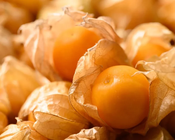 this-wild-fruit-is-getting-a-crispr-makeover