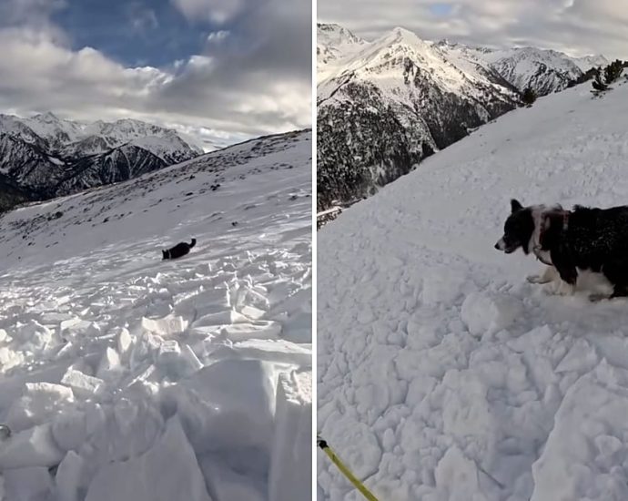 watch:-moment-skier-and-dog-caught-in-avalanche