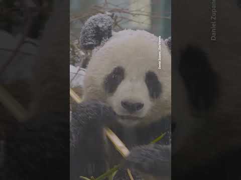 pandas-frolic-in-snow-reminiscent-of-their-home