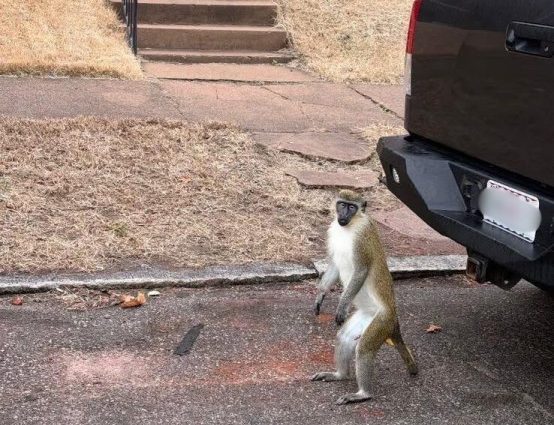 ai-complicating-efforts-to-capture-escaped-monkeys