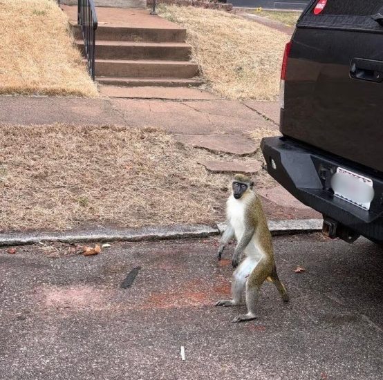 ai-complicating-efforts-to-capture-escaped-monkeys