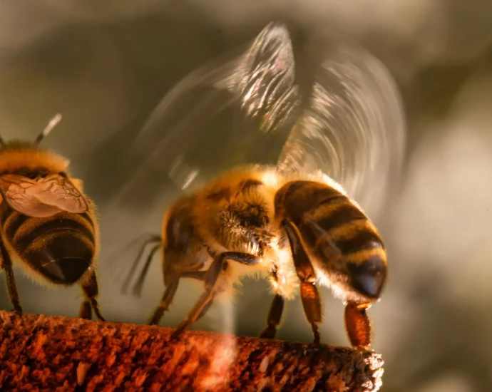 extreme-heat-is-breaking-honey-bees’-natural-cooling-system