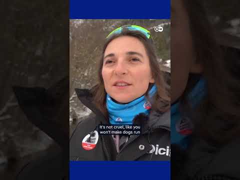 a-sled-race-that-respects-its-dogs-|-dw-news