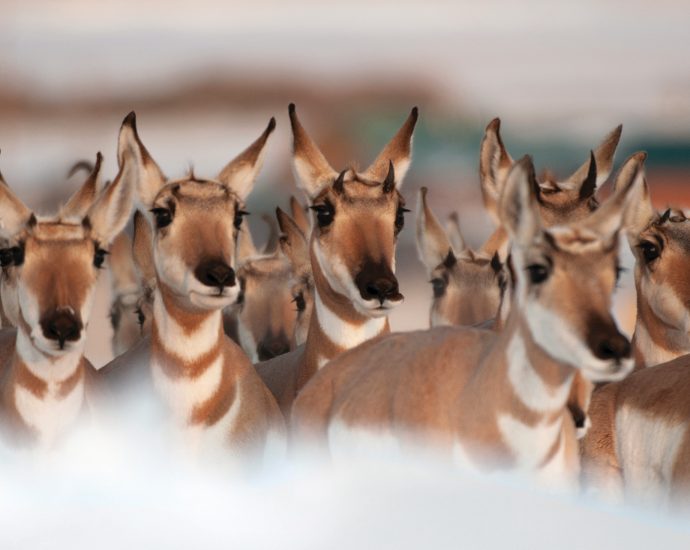how-pronghorn-outran-the-ice-age