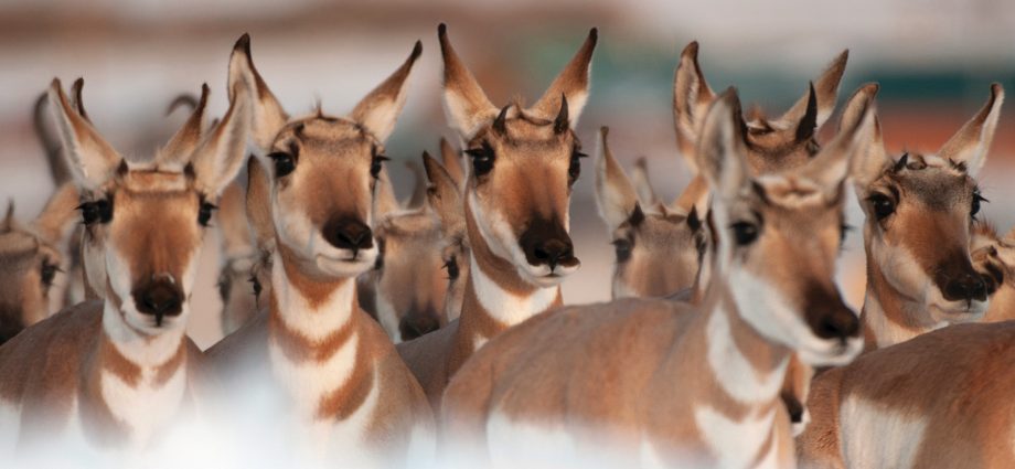 how-pronghorn-outran-the-ice-age
