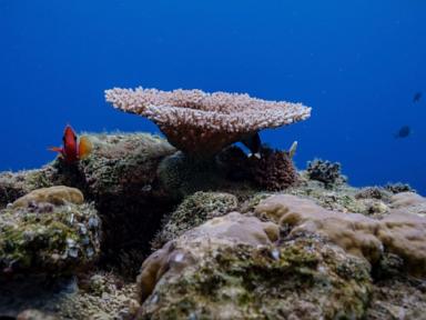 things-to-know-about-the-high-seas-treaty-as-it-takes-effect