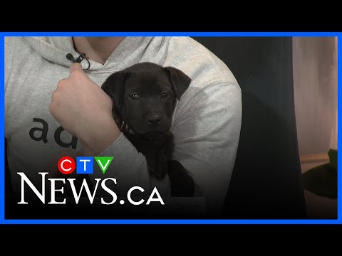 need-for-animal-rescue-not-slowing-down-in-2026