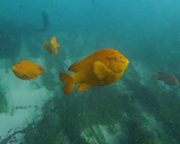 in-a-warming-world,-freshwater-production-is-moving-deep-beneath-the-sea