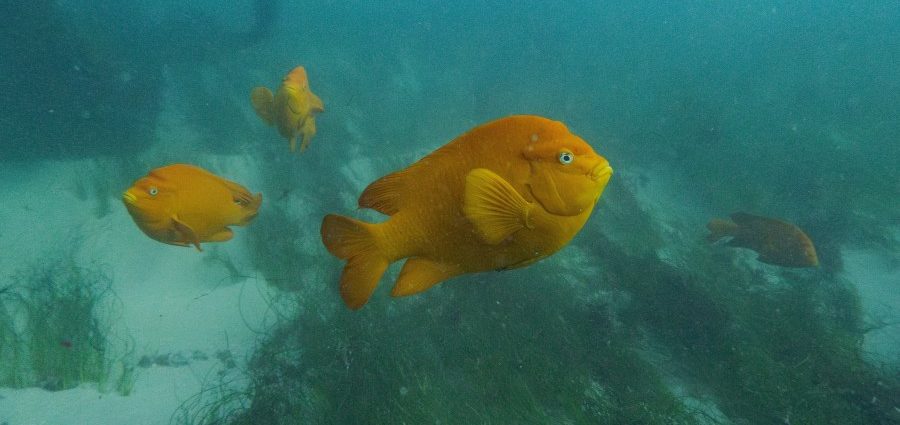 in-a-warming-world,-freshwater-production-is-moving-deep-beneath-the-sea