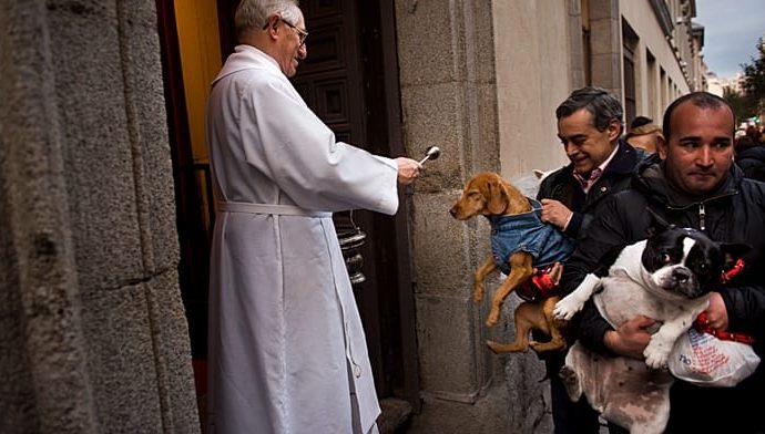 dogs-and-cats-blessed-with-holy-water-in-madrid