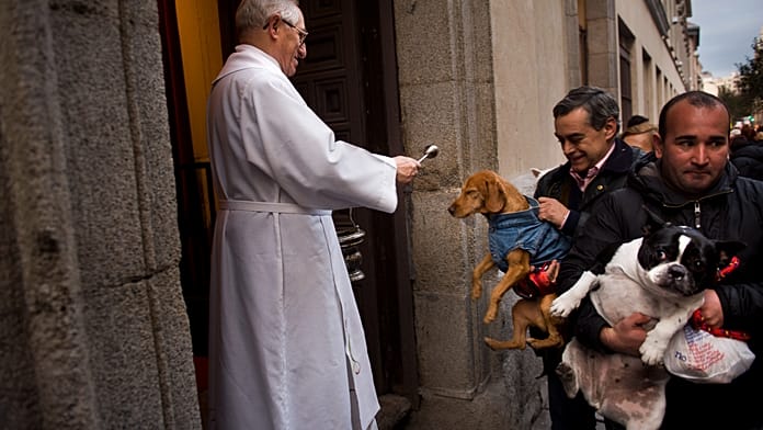 dogs-and-cats-blessed-with-holy-water-in-madrid