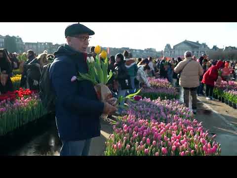 crowds-flock-to-pick-amsterdam’s-200,000-free-tulips-|-reuters
