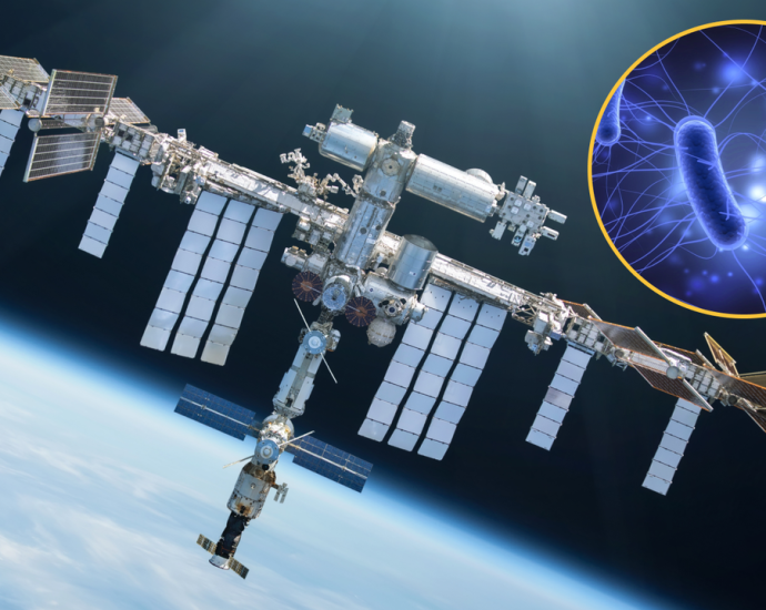 Viruses that evolved on the space station and were sent back to Earth were more effective at killing bacteria