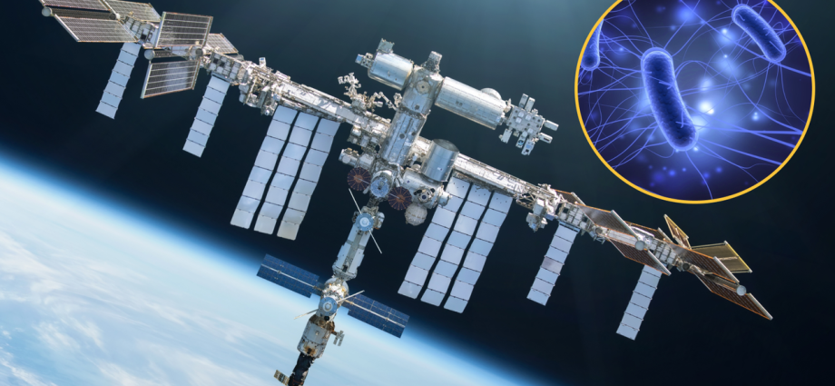 Viruses that evolved on the space station and were sent back to Earth were more effective at killing bacteria