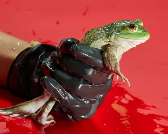 how-the-frog-meat-trade-helped-spread-a-deadly-fungus-worldwide