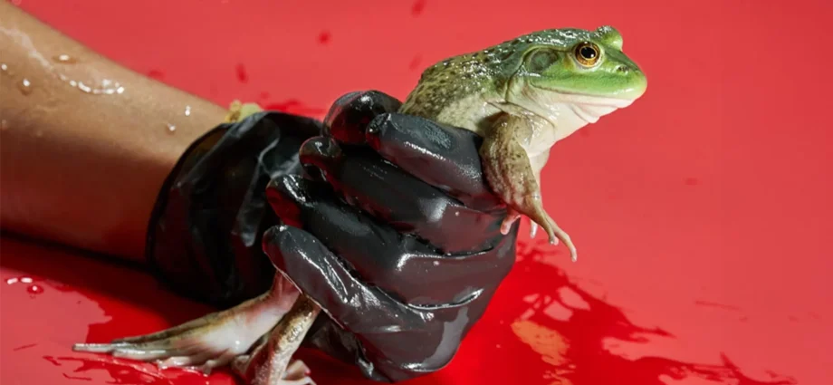 how-the-frog-meat-trade-helped-spread-a-deadly-fungus-worldwide