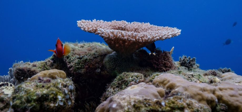 Agreement governing half the planet’s surface becomes international law