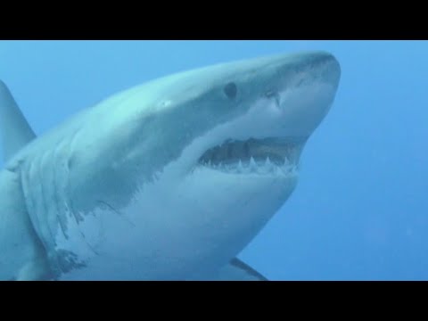 australia-is-‘the-perfect-home-for-sharks’:-wildlife-biologist-|-elizabeth-vargas-reports
