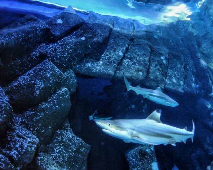 sharks-are-famous-for-fearsome-teeth,-but-ocean-acidification-could-make-them-weaker