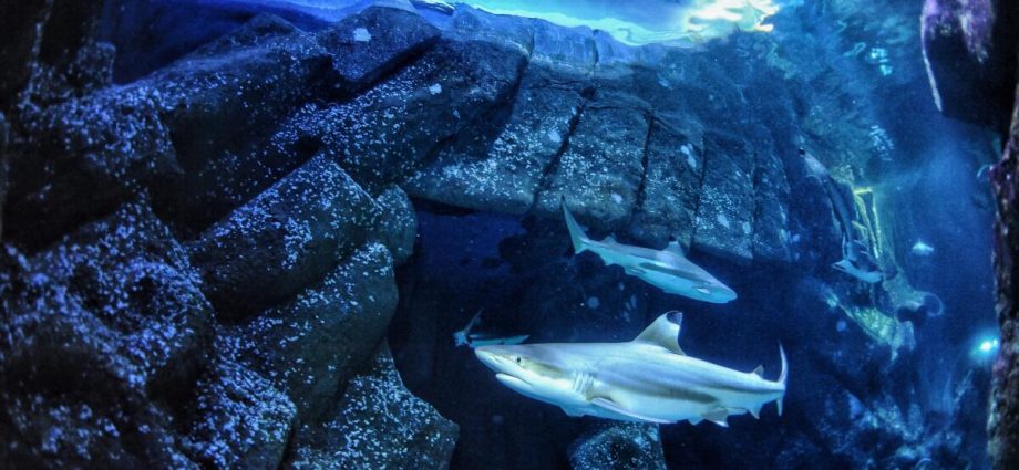 sharks-are-famous-for-fearsome-teeth,-but-ocean-acidification-could-make-them-weaker