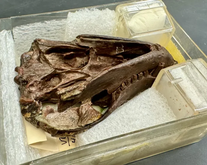 a-250-million-year-old-fossil-reveals-the-origins-of-mammal-hearing