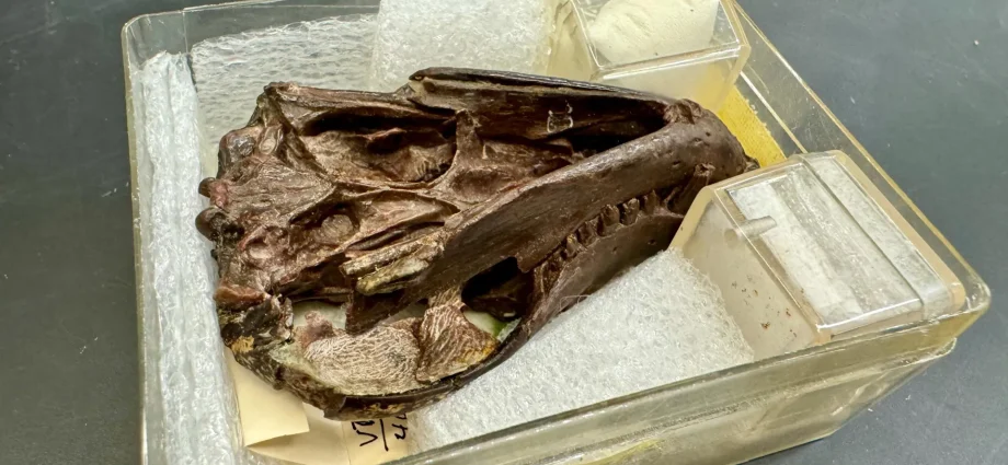 a-250-million-year-old-fossil-reveals-the-origins-of-mammal-hearing