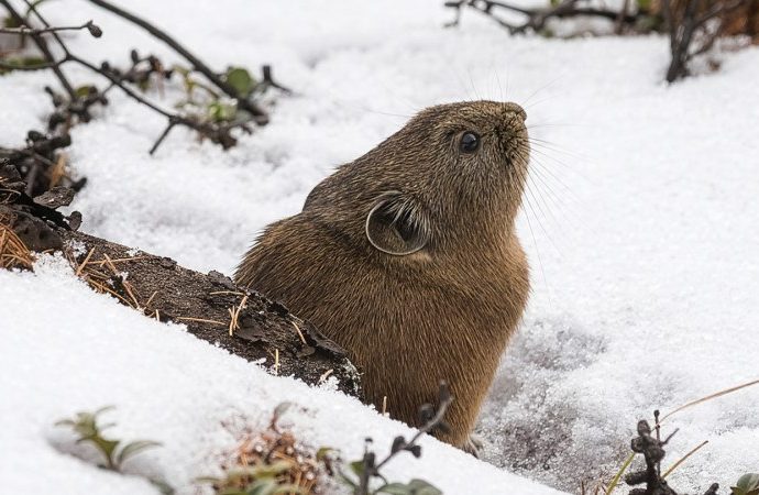 there’s-life-beneath-the-snow,-but-it’s-at-risk-of-melting-away
