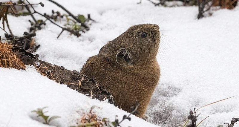 there’s-life-beneath-the-snow,-but-it’s-at-risk-of-melting-away