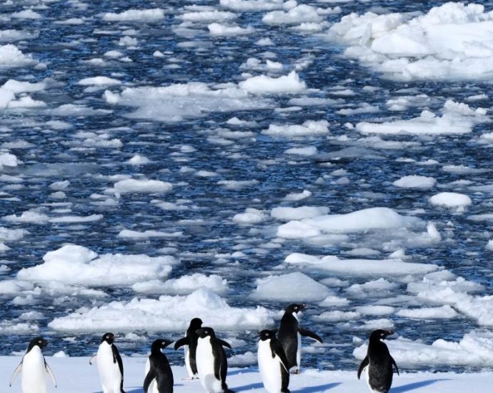 researchers-find-antarctic-penguin-breeding-is-happening-sooner,-and-that’s-a-problem