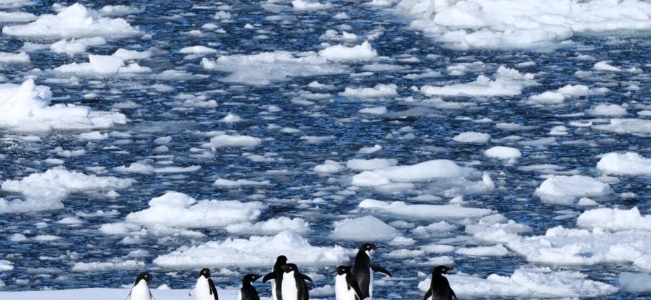 researchers-find-antarctic-penguin-breeding-is-happening-sooner,-and-that’s-a-problem